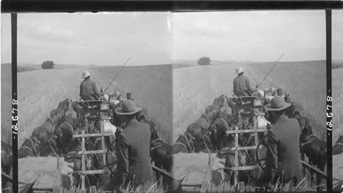 Motive power (twenty-six horse) of a combined harvester. Washington