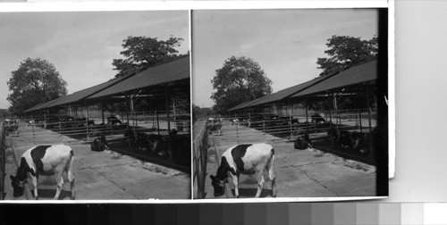 The cattle at Mindi dairy are protected from the blazing noon sun by these sheds in various parts of the dairy farm which is operated by the canal zone authority to insure pure milk to all who wish to buy it. The various pens and stalls are used to separate the various groups, and serve as well for feeding grounds to round out whatever range feeding the cattle may get. Mindi dairy, canal zone