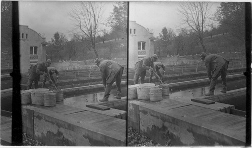 Netting trout with dip nets. Wayne Co., Penna