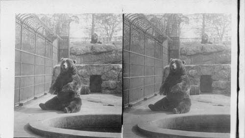 Alaskan Brown Bear, Sitting For His Pictures. Bronx Park. N.Y.C