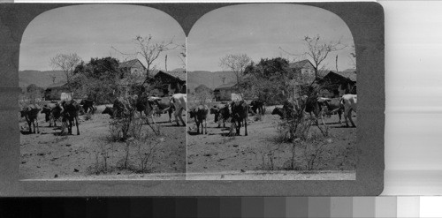 Honduras--cattle being readied for shipment to the capital [capitol] city. Zombrano, Honduras, C.A