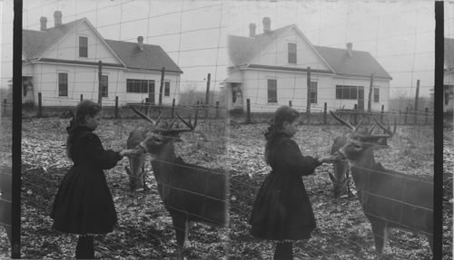 Tame Deer on the U. & U. Ranch, Missouri