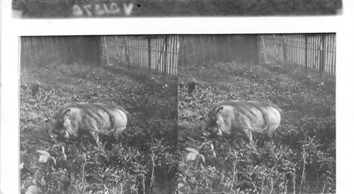 A Wart Hog, a weird form of wild pig, common in some parts of Africa. Bronx Park, N.Y.C