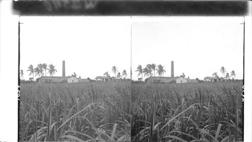 The Mona Sugar Plantation - Sugarcane in the foreground - near Kingston, Jamaica