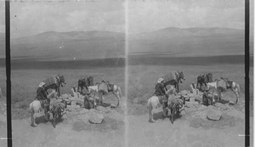 Ahab’s Well to Hill of Moreh near Jezreeh. Palestine