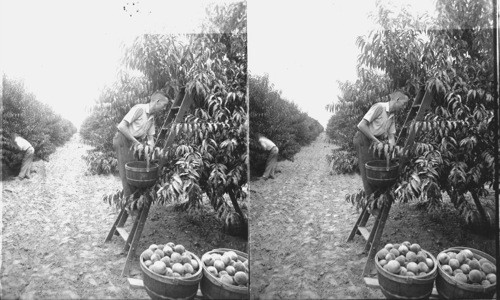 Picking Peaches. Delaware