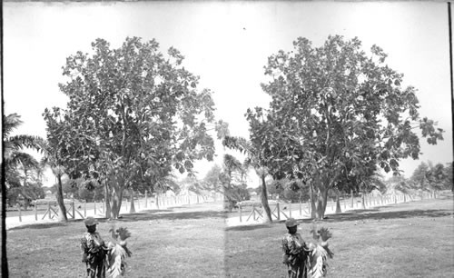 Breadfruit Tree. Barbados