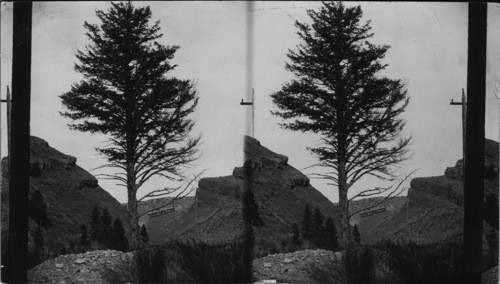 1000 Mile Tree, Weber Canyon, Utah