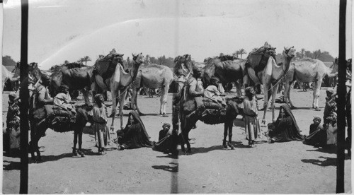 A Three-year-old Camel driver, Cairo Egypt