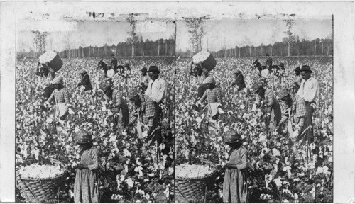 Cotton is king - plantation scene with pickers at work. Georgia. U.S