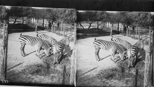 Argentine. Zebras in Zoo. Buenos Aires