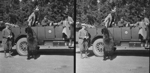 The "Jessie James" Bear of Yellowstone Park, this Park is noted for all sorts of wild game especially bear, picture shows tourists feeding bear along the way. Presidential Party Coolidge