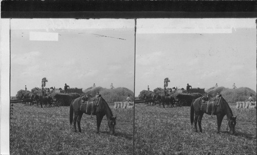 Steam thresher at work in a rice field, preparing crop for the mill. Texas