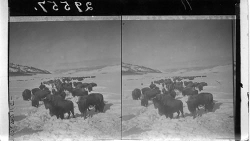 Hundreds of buffaloes wallowing midwinter snows of Yellowstone National Park