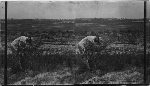 Young peach orchard, Fort Valley, Georgia