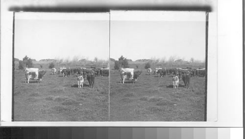 Cattle in Argentina. Argentina