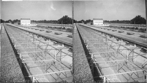 New Jersey. a pigeon farm