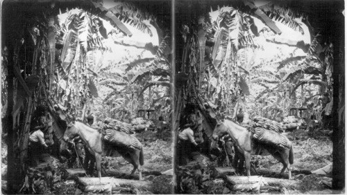 Harvesting Bananas, Costa Rica