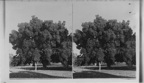 Jamaica. Mango Tree on Grounds of Goo. Girls, Kingston