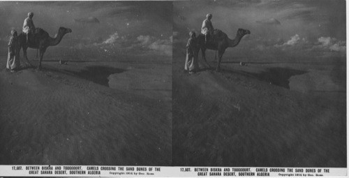 Inscribed in recto: 17,507. Between Biskra and Touggourt. Camels Crossing the Sand Dunes of the Great Sahara Desert, Southern Algeria