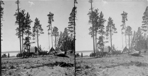 Pres. and Mrs. Harding & Mr. H.W. Childs, owner of hotel at Yellowstone on their way to the Grand Canyon, stop to watch two bears up a tree. One bear named "Max"