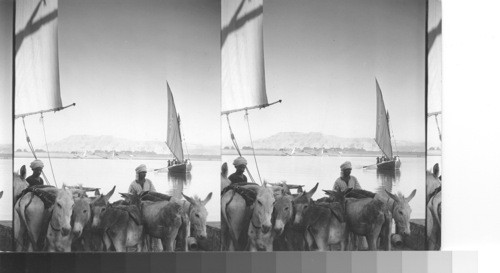 From the Nile toward Thebes. The donkey boat is loaded with " tourist Mounts " for the tour of Thebes and the Valley of the Kings. Luxor, Egypt