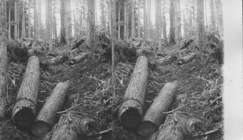 Yanking log 1/4 mile through the forest by donkey engine and cable. Cascade Mountain. Ore