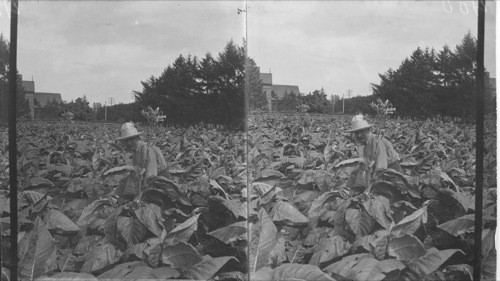 Succoring Tobacco Plants, Chatham, Ont