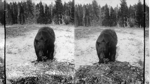 Bear on feeding ground, Yellowstone Natl. Park. Wyoming
