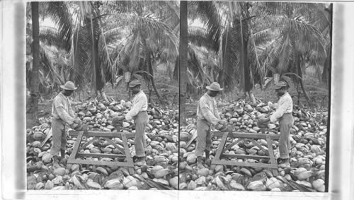 Husking Coconuts. Jamaica