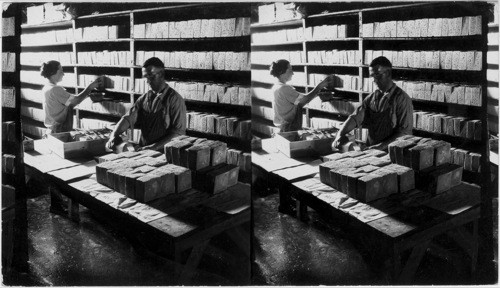 Wrapping Limburger Cheese, Woman is rubbing cheese with strong solution of salt water, near East Aurora, N.Y