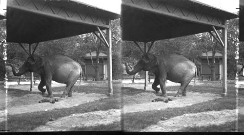The Big Captive Elephant in the Zoo. Lincoln Park, Chicago