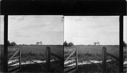 Field of young rice showing small dike that holds back the water to keep the field flooded, La