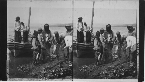 Followers of Peter’s Old Trade Emptying nets on Shore of Galilee. Palestine