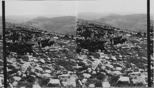 Mt Gerizin from Mt Ebal. Palestine. Asia