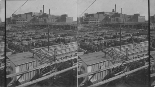 Looking East to the Fort Worth Stockyards and Swift Packing House, Fort Worth. Texas. The Fort Worth Stockyards and Swift Packing House, Texas