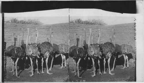 A group of ostriches at the Ostrich Farm near Heliopolis- Egypt