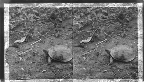 Box tortoise found only upon land. Virginia