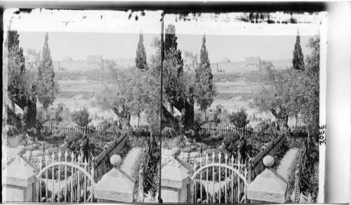 Garden of Gethsemane Jerusalem. Palestine