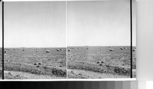 Sheep grazing in Western Tex