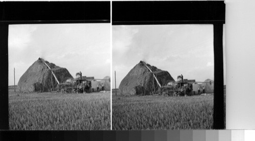 Upsala, Sweden - Threshing wheat by modern methods in central Sweden