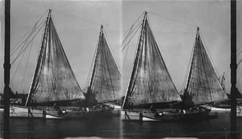 Oyster Sail Boat in Harbor, Baltimore, Md