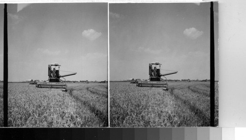 Harvesting Rice With Combines near Beaumont Tex