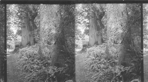 Among the Big Trees. Stanley Park. Vancouver, B.C. Canada