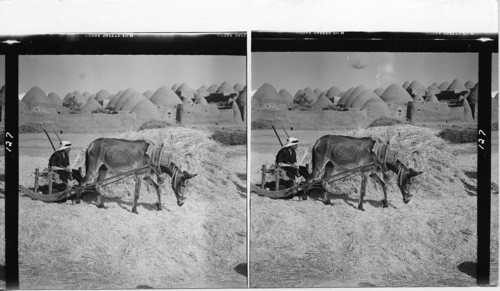 BEEHIVE VILLAGE, IN NORTH SYRIA THRESHING NEAR ALEPPO, SYRIA