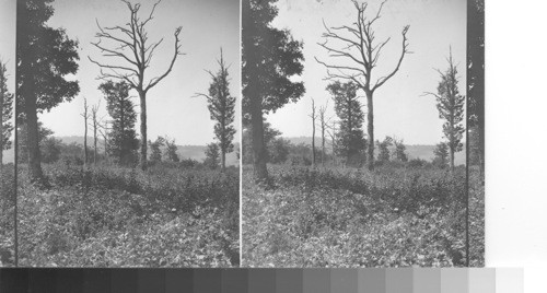 The tangle of blackberry vines covering the pitted surface of Belleau Wood. Scarred trees, the mute reminders of the terrific battle. West from near center of wood