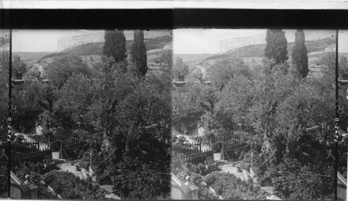 The Garden of Gethsemane, Jerusalem, Palestine