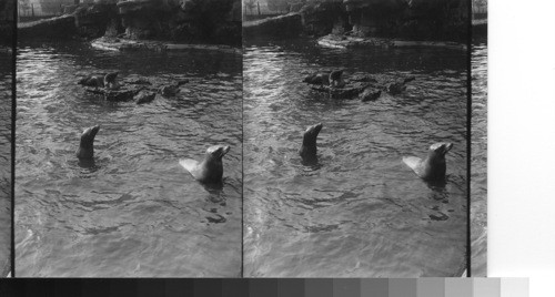 Seals, London Zoo