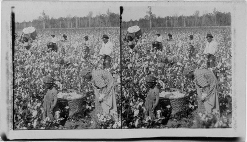 Cotton is king - plantation scene with pickers at work. Georgia. (#10 of 100 World Tour. Dept. A West.)