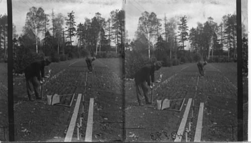 Planting Tulip Bulbs, Experimental Farm. Charlottetown. P.E.I. Can